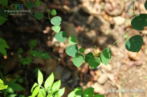 乌龟草|山乌龟（防己科千金藤属植物）